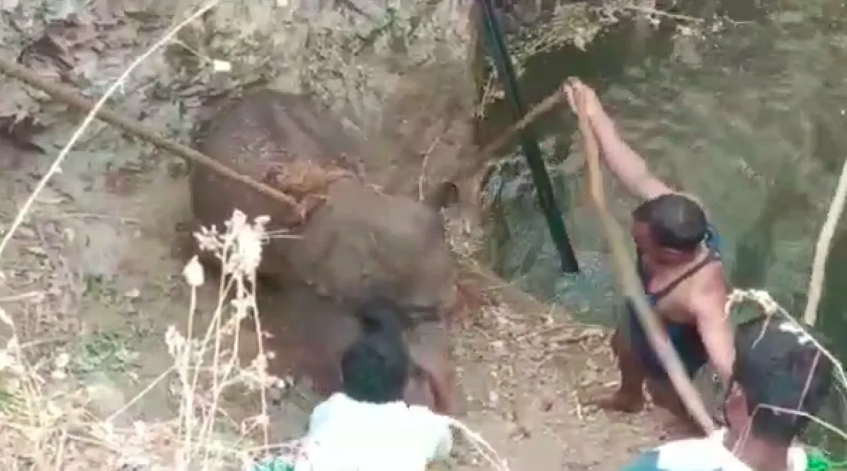 Dharmapuri: baby elephant rescued Forest officials - video Tamil News