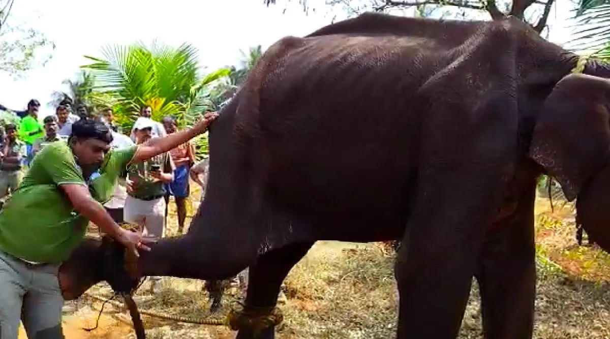 coimbatore: elephant attacked Doctor during the treatment Video Tamil News