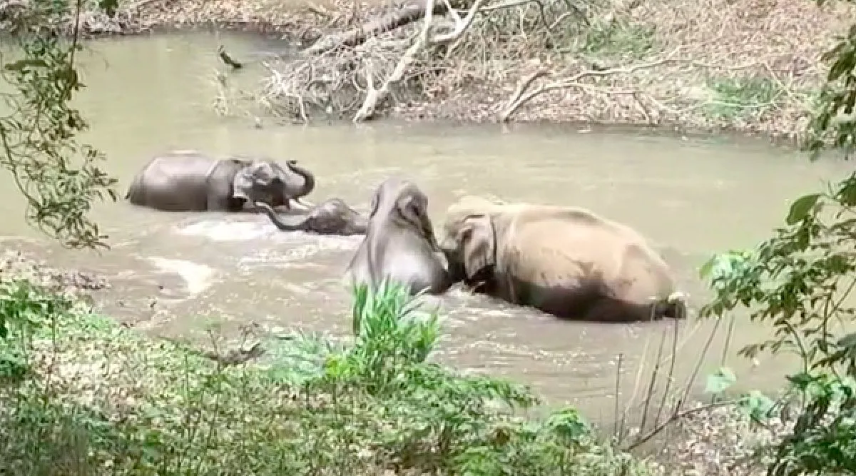 Video: wild elephants happily playing with cubs in water pollachi Tamil News