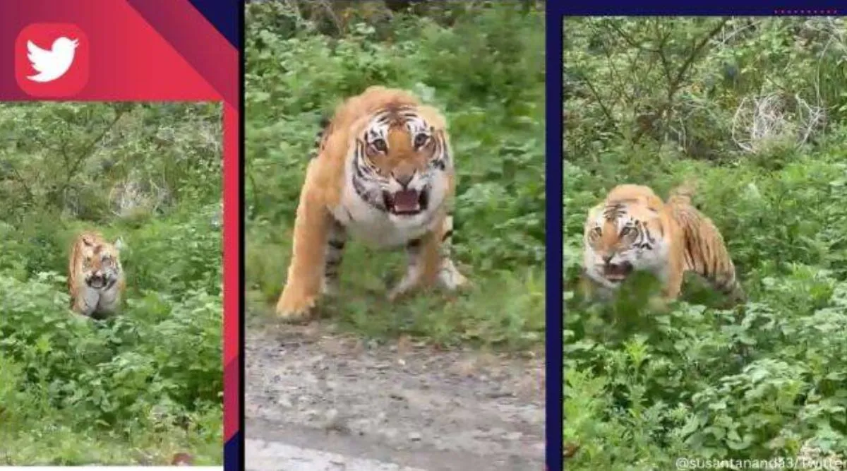 Tiger roars, charges towards tourists at Jim Corbett National Park, Tiger roars, growls at tourists, jeep safari, Uttarakhand, viral, trending