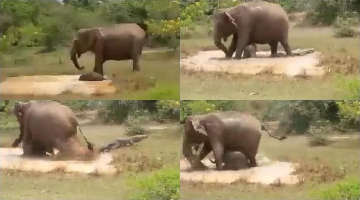 viral video, elephant viral video, elephant calf viral video, viral video, Elephant attack on Crocodile for to save her calf