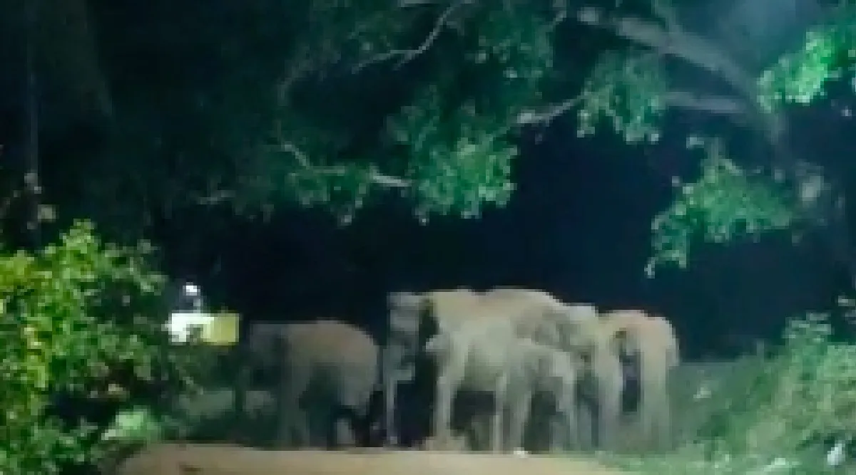 Coimbatore: Sun light, drought in forest: Wild elephants enter village in the middle of the night - video Tamil News