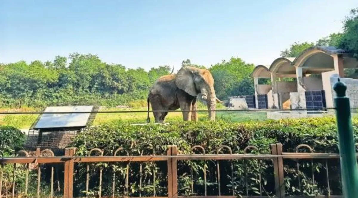 African elephants, African jumbos, Delhi Zoo, Mysuru zoo, delhi high court, Indian Express, India news, current affairs