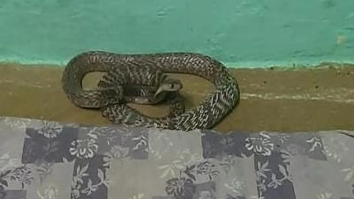 In Coimbatore a cobra was found under the bed where the child was lying
