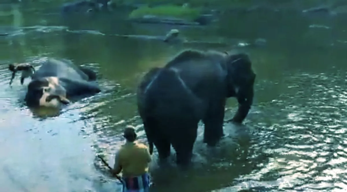 Mudumalai Elephants, Mudumalai Elephants, take bath, Camp Elephants take Bath in Moyar river, முதுமலையில் ஜாலியாக ஆற்றில் குளியல் போடும் யானைகள், வைரல் வீடியோ, Camp elephants take bath in beautiful Moyar River