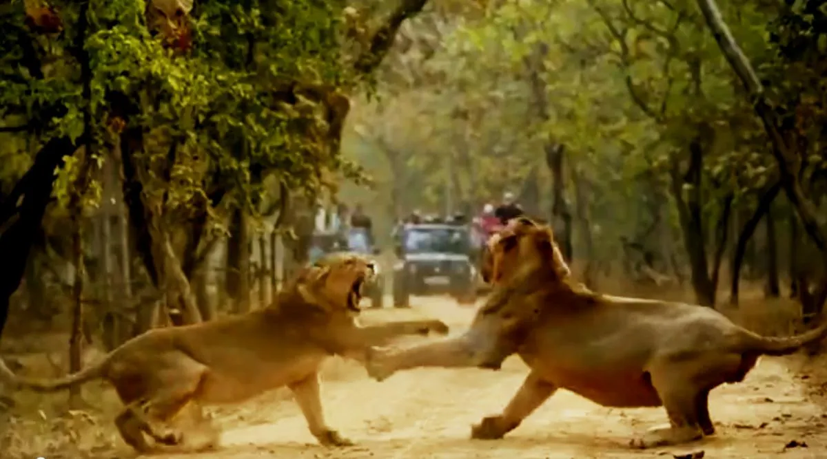 Two lions fighting, Two lions fighting video goes viral, lions fighting video, gir national park, சிங்கத்துக்கும் சிங்கத்துக்கும் சண்டை, சிங்கம் சண்டை போடுவதை ஊரே வேடிக்கை பார்க்குது பாருங்க, வைரல் வீடியோ, Two lions fighting video