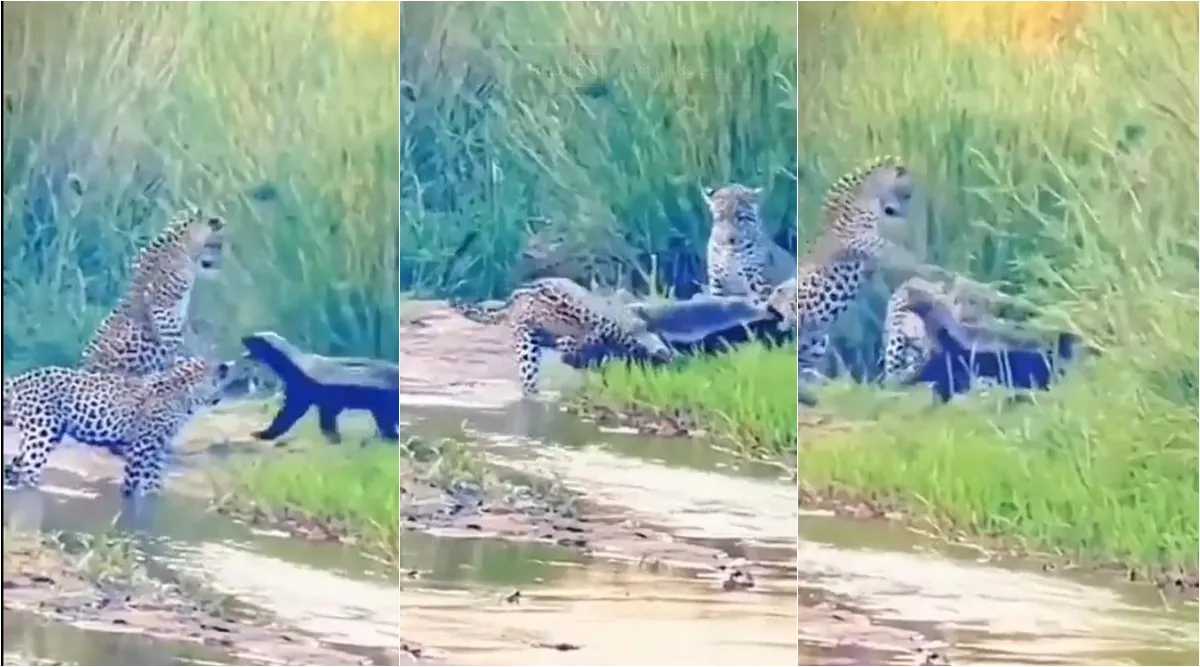 Badger fights with three leopards video goes viral, காட்டில் ரவுண்டு கட்டிய மூன்று சிறுத்தைகள்... சிதறவிட்ட தேன் வளைக்கரடி: வீடியோ, மூன்று சிறுத்தைகள் உடன் சண்டையிட்ட தேன் வளைக்கரடி, Honey Badger fights with three leopards and comes out victorious video goes viral