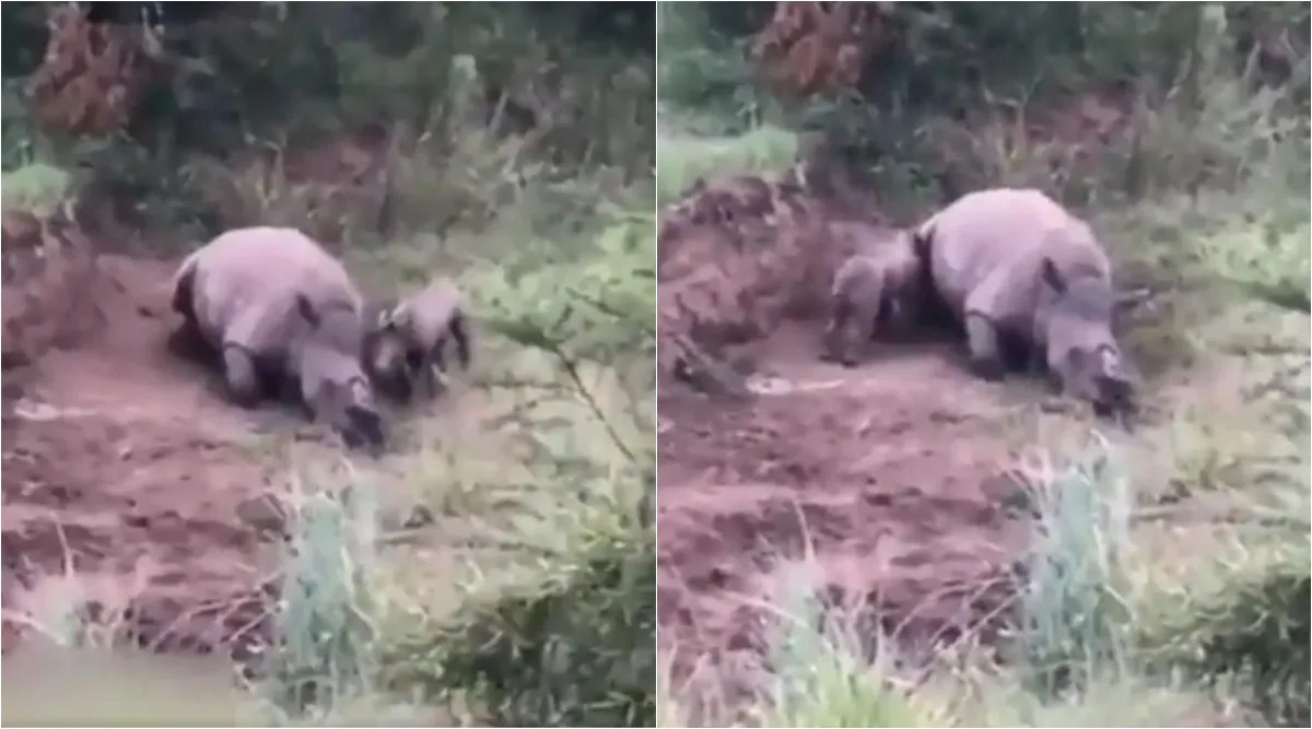 viral video, rhino hunted, baby rhino try to wake up his mother, rhino dead, viral video