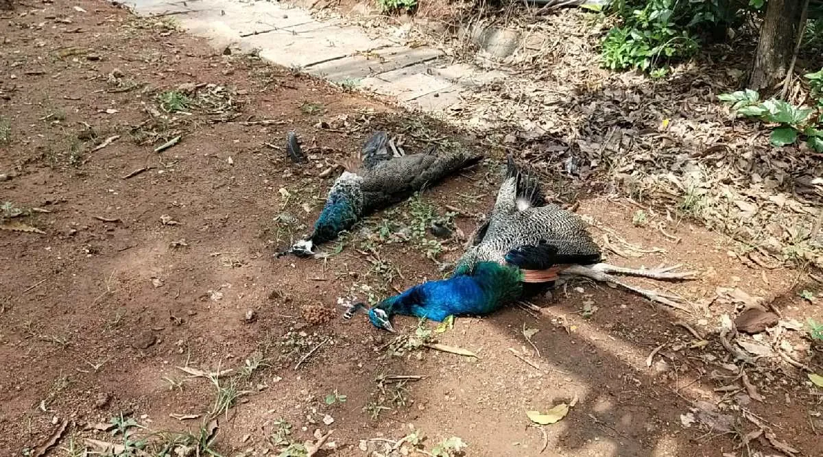 Coimbatore: Peacocks got electrocuted Tamil News