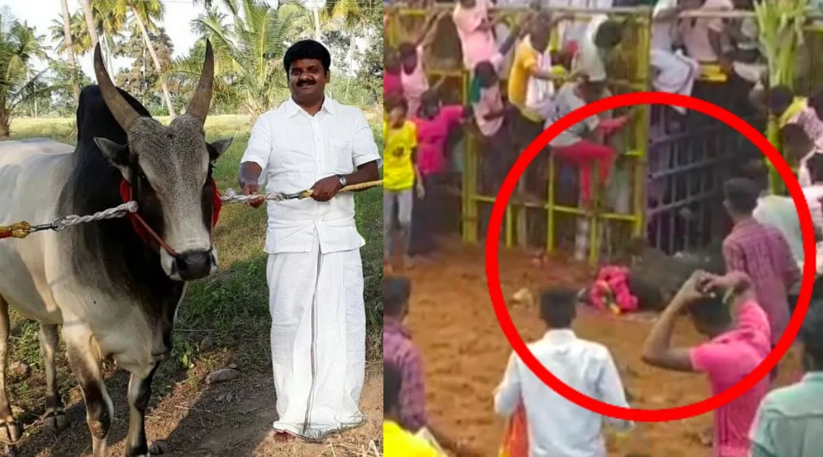 Pudukkottai: AIADMK MLA Vijayabaskar’s bull in serious condition jallikattu Tamil News