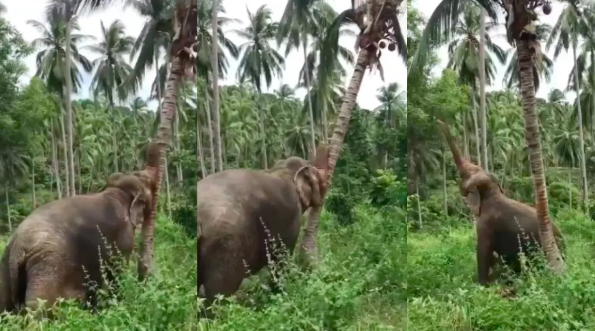 Pollachi: Wild Elephant Attack Pushing Down coconut tree, viral video Tamil News