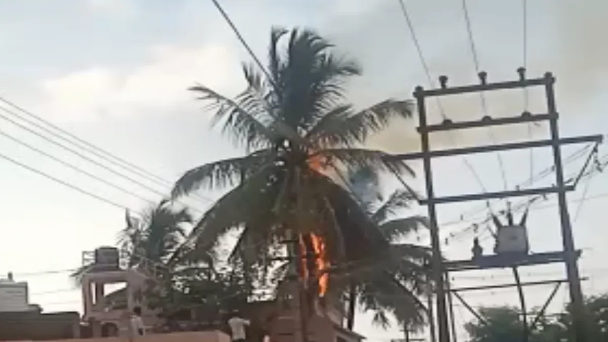 Coconut caught on fire due to lightning strike