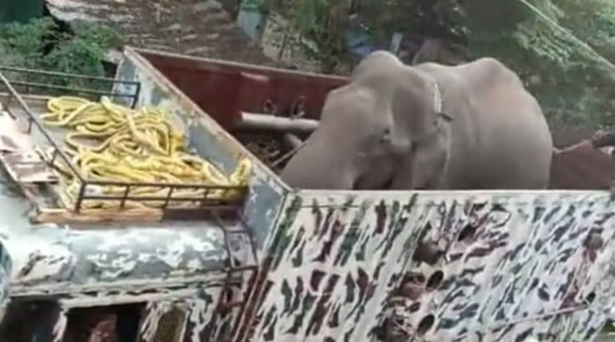 Arikomban elephant captured