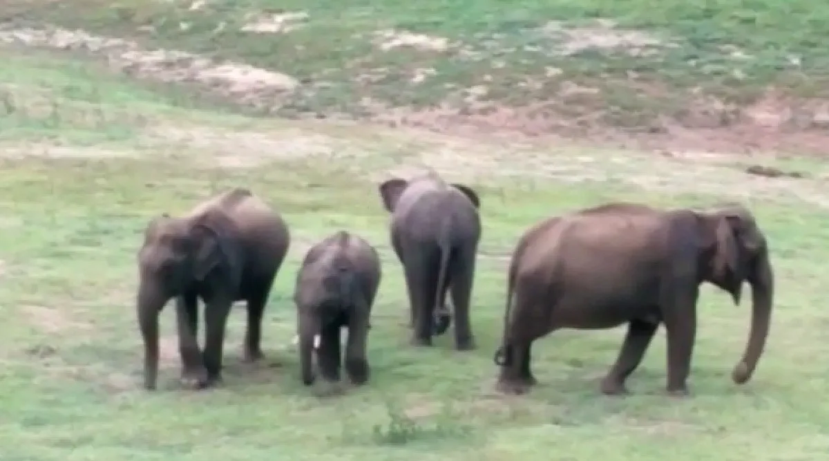 Coimbatore: elephants in Aliyar Dam video Tamil News
